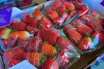 Procura por morangos está até 50% maior nesta semana. Foto: Divulgação