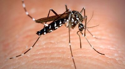 Mosquito Aedes aegypti. Foto: Reprodução PM Rio 