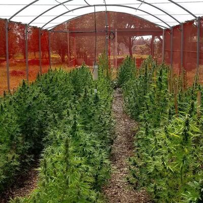 Plantação de cannabis medicinal em estufa da associação. Foto: Divulgação/Divina Flor