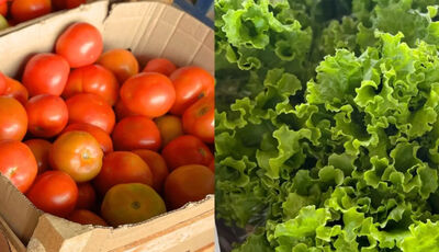 Preço de tomate e alface está mais em conta. (Foto: Divulgação Ceasa-MS)