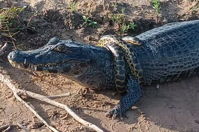 Serpente enrolada em jacaré no Pantanal. Foto: Rubiane Pazeto