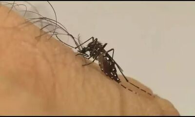 Mosquito transmissor da dengue e chikungunya. Foto: Divulgação/Fiocruz