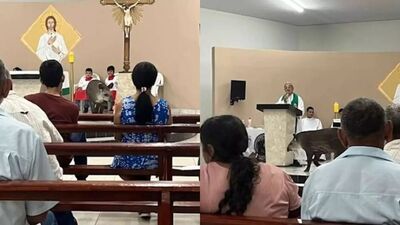 Anta entrou em igreja e subiu em altar durante homilia do padre. Foto: Reprodução, Aquidauana News