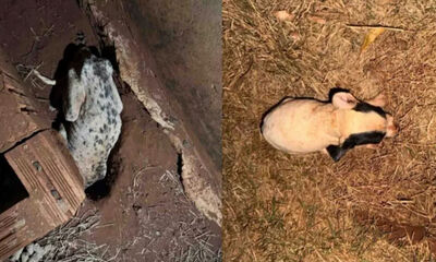 Animais resgatados do imóvel. (Reprodução: Jornal da Nova)