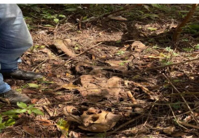 Foto: Reprodução /Maracaju Speed