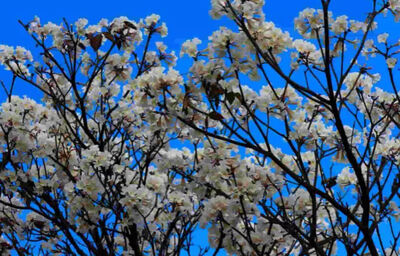 Florada de ipês-brancos. (Arquivo, Jornal Midiamax)