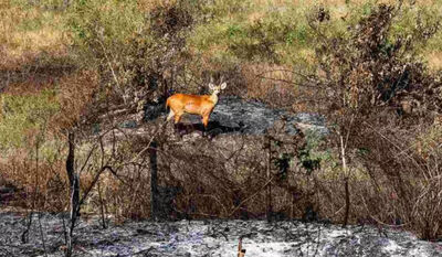 Ano de 2024 foi marcado por uma temporada de queimadas no Pantanal (Foto: Henrique Arakaki/Jornal Midiamax)
