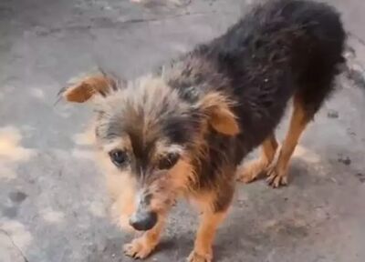 Cãozinho quando foi resgatado em Nova Andradina. Foto: Nova News