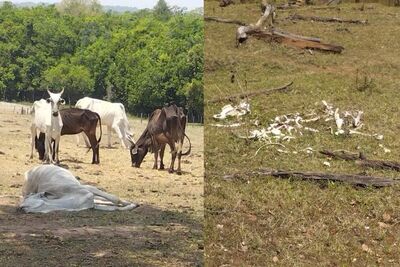 Os fiscais encontraram animais mortos e uma carcaça em avançado estado de decomposição. Foto: PMA
