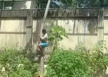 Homem invade jaula e é morto por leoa em zoológico de João Pessoa  Foto: Reprodução