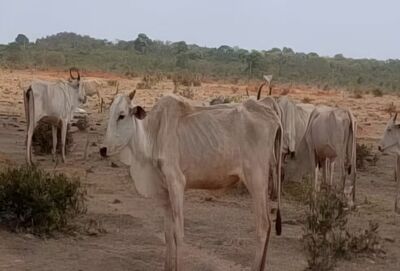 Segundo o relatório, os animais estavam extremamente debilitados, com baixo escore corporal e sinais de fraqueza. Foto: MPMS