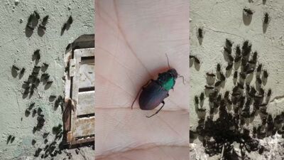 Infestação de besouros em Corumbá (MS). Foto: Imagens cedidas/Ivana Rissato