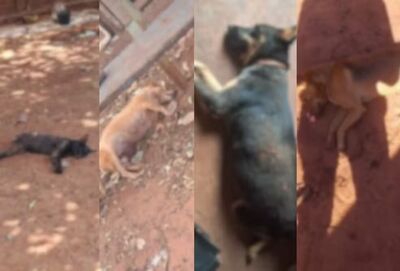 Denúncias relataram a morte recente de cerca de 12 cães e gatos em Brasilândia. Foto: Polícia Civil de MS