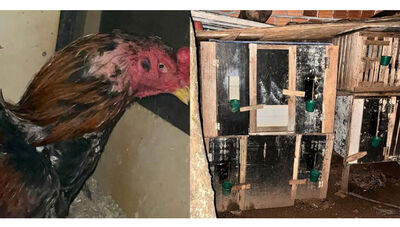 O caso foi descoberto neste segunda após denuncias anônimas / Divulgação/Polícia Civil  