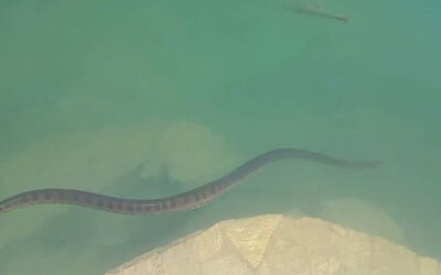 Reprodução/Redes Socias 