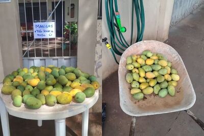 Mangas chamam a atenção na frente da casa de Fernanda Chilante. Foto: Arquivo pessoal