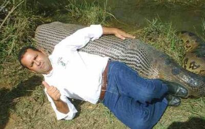 Sidney Assis medindo a sucuri gigante com o próprio corpo. Foto: Reprodução 