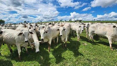 Foto: Reprodução/Embrapa