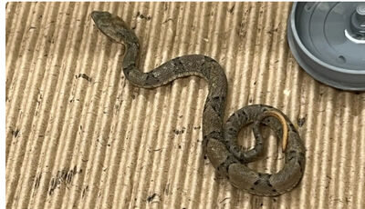 Seu período de gestação pode variar de quatro a seis meses. Foto: Divulgação/UCDB