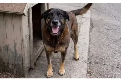  Cão Orelha. (Reprodução, Redes sociais)