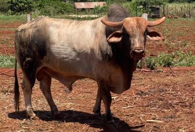Touro avaliado em R$ 50 mil desaparece em área rural do Distrito Industrial de Dourados. Foto: Jefferson dos Santos