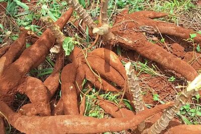 Mandiocas estavam plantadas em uma horta de Campo Grande. Foto: Ilustração/arquivo/Empaer
