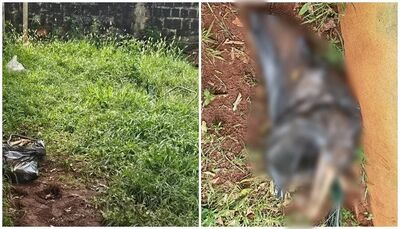 Animal foi encontrado morto em um saco de lixo. Foto: PCMS e Veja Folha 