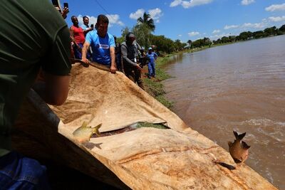 Três toneladas de pescados foram colocados no lago,  contendo: curimba, pacu e tambaqui. Foto: Reprodução/Prefeitura de Dourados/A. Frota