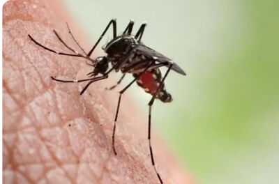 Assim como dengue e zika, chikungunya também é transmitido pelo mosquito Aedes aegypti  Foto: Getty Images