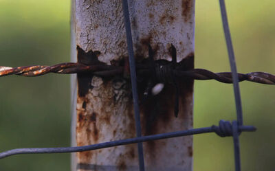 Barra de ferro - Imagem ilustrativa, Freepik