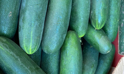 O pepino comum foi o item com maior aumento no período. (Foto: Divulgação, Ceasa/MS)