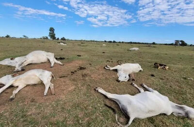 Mais de 80 bovinos morreram de frio em MS em 2026, conforme a Iagro.  Foto: Arquivo/g1 MS