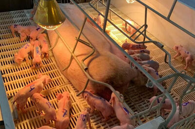 Leitoa deu à luz 33 filhotes e bateu recorde na granja de Itaporã (MS)  Foto: Granja São Sebastião