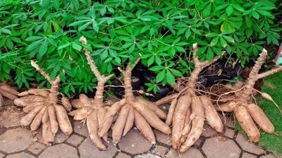 Produção de mandioca em Coxim ocupa cerca de 100 hectares e chega a 1,5 mil toneladas por ano, segundo dados da PAM do IBGE. Foto: Reprodução 