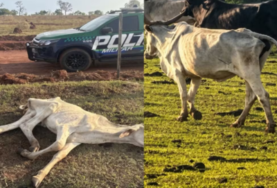 Gado sem alimento e em extrema magreza leva MPMS a abrir investigação em MS  Foto: MPMS