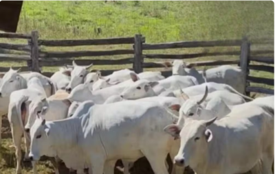 Gados reunídos na fazenda onde proprietário suspeita de furto  Foto: FicaDicaSgo