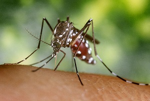 Mosquito transmissor da doença