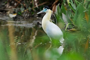 Estância Sesc Pantanal: Sítio Ramsar