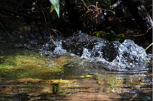 Nascente no Parque Nacional de Brasília