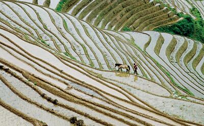 Terraço de arroz na Província de Guangxi: colheita manual cede espaço à mecanizada