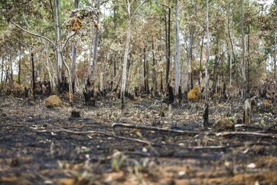 Cerrado já perdeu 46% da cobertura nativa por causa do desmatamento