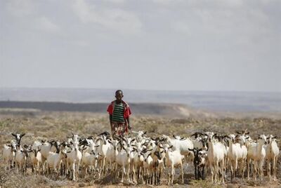 Um homem conduz seu rebanho de ovelhas – o único sustento de sua família – em busca de água para os animais, na cidade de Bandarbeyla. O Conselho de Segurança da ONU já pediu ajuda para dar assistência a 6,2 milhões de somalis – metade da população do paí