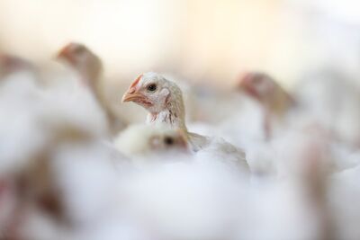 Principais fontes de contaminação têm sido por contato com aves silvestres infectadas