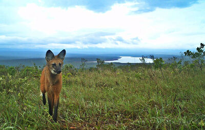 Lobo-guará no Parque N. de Brasília