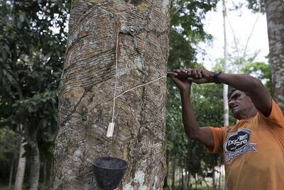 Extração da seringa no Acre