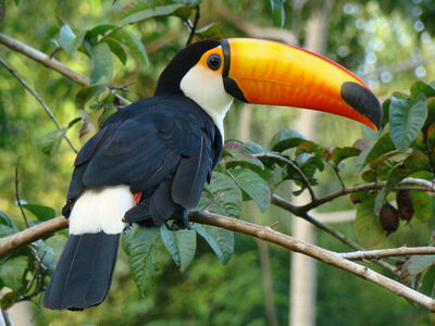 Fauna do Parque Nacional do Viruá (RR)