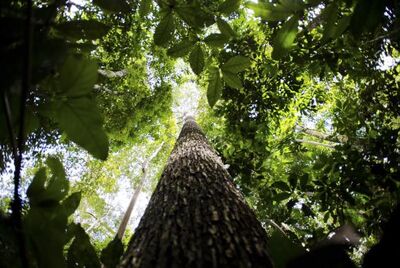 O Código Florestal estabelece que o responsável por propriedade situada em área de preservação permanente deve manter e recompor a vegetação explorada