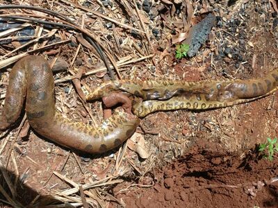 Depois que a gordura foi retirada, cobra foi enterrada no quintal