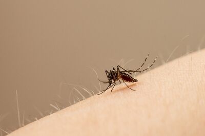 Mosquito Aedes aegypti transmite o vírus da zika; novo método permite detecção do vírus nos mosquitos e também em amostras biológicas humanas