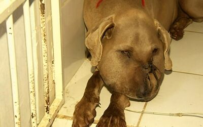 Cadela é picada por cobra ao salvar donos de ataques em Anápolis